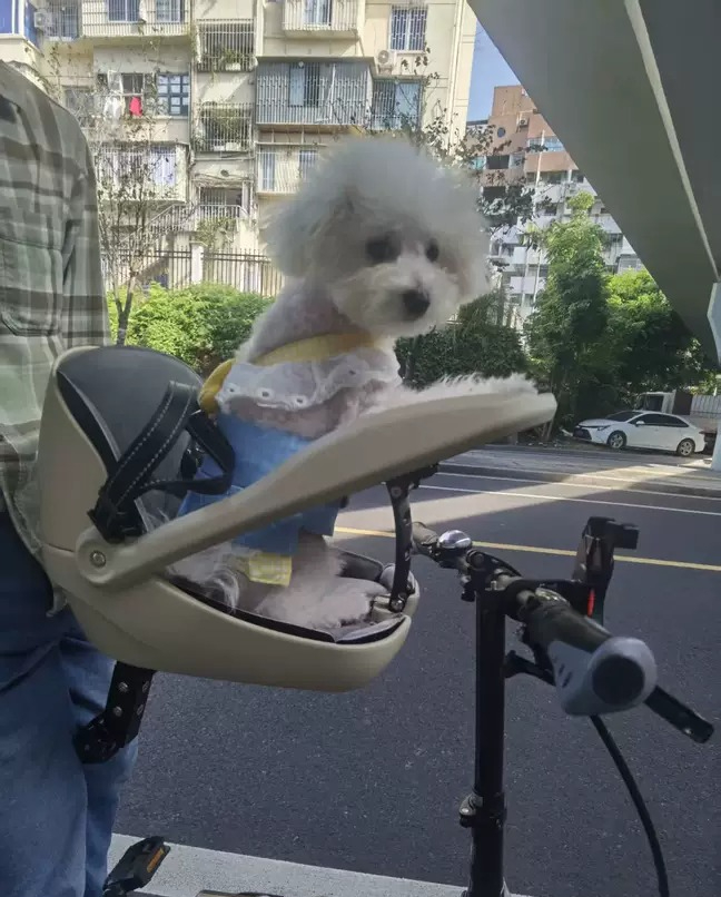 Mountain Biking With Dog - Katlanır bisikletler, dağ bisikletleri, kedi sepetleri,